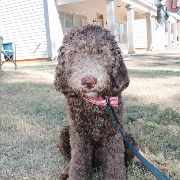 Meet your Posher, Hannah - Picture 1 of 1